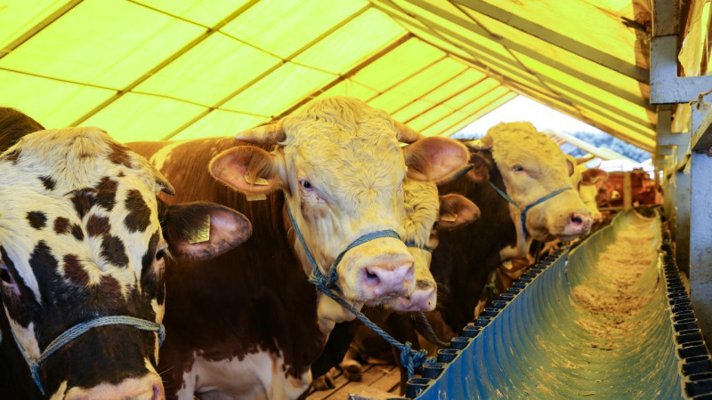 KURBANLIKLARA YÜZDE 60 ZAM UYARISI